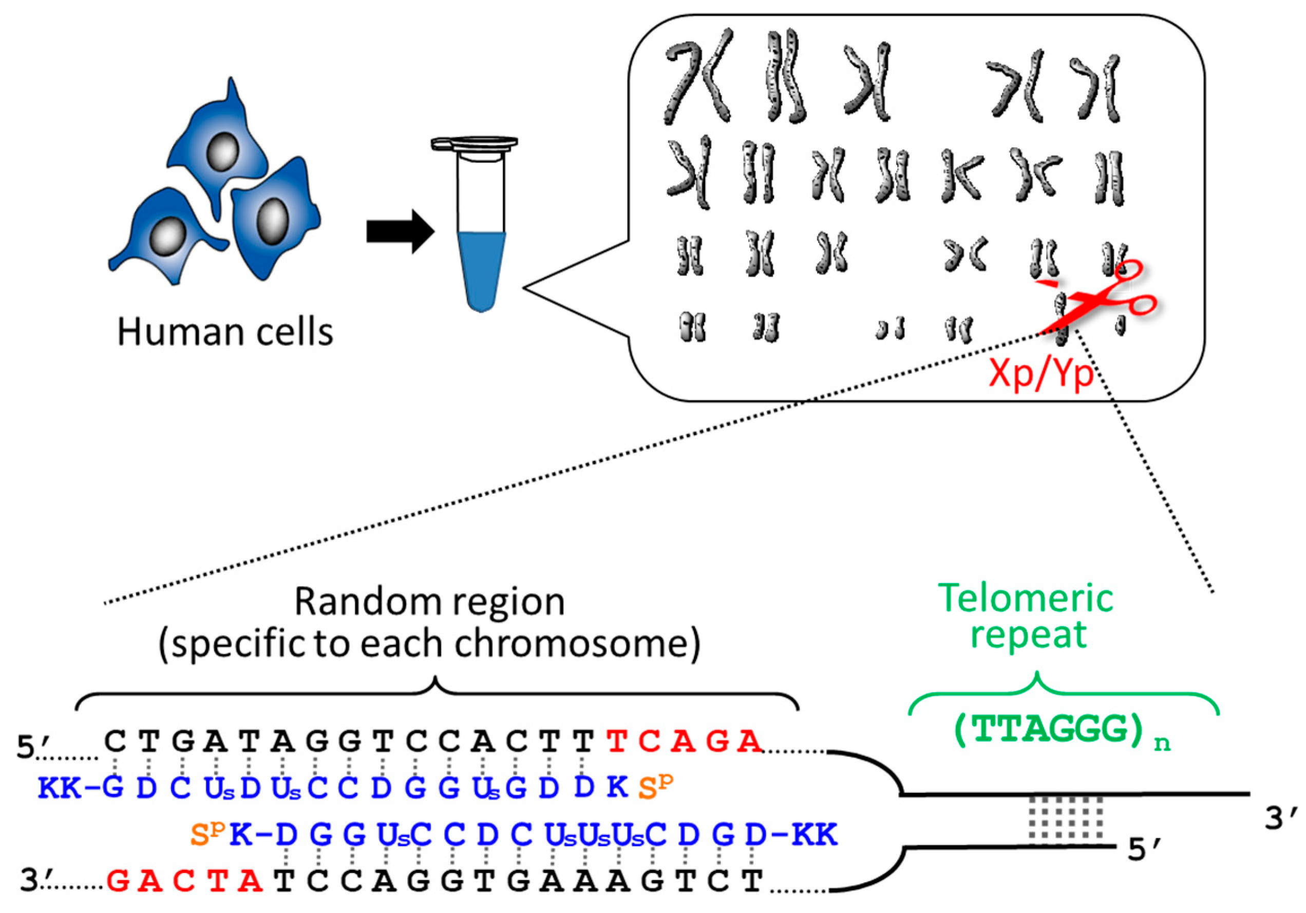 Molecules Free Full Text Applications Of Pna Based Artificial Restriction Dna Cutters Html