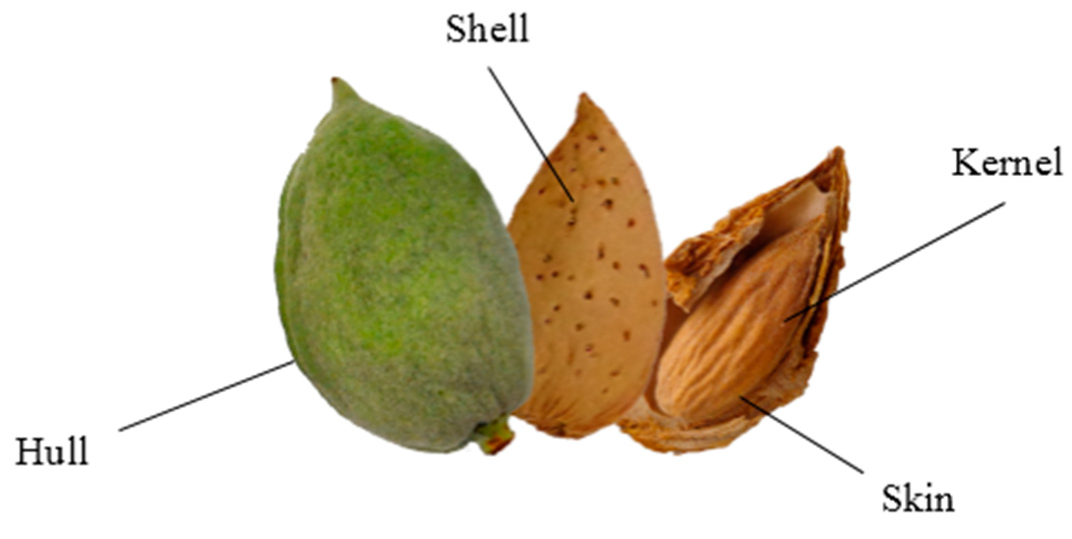 Almond Shell