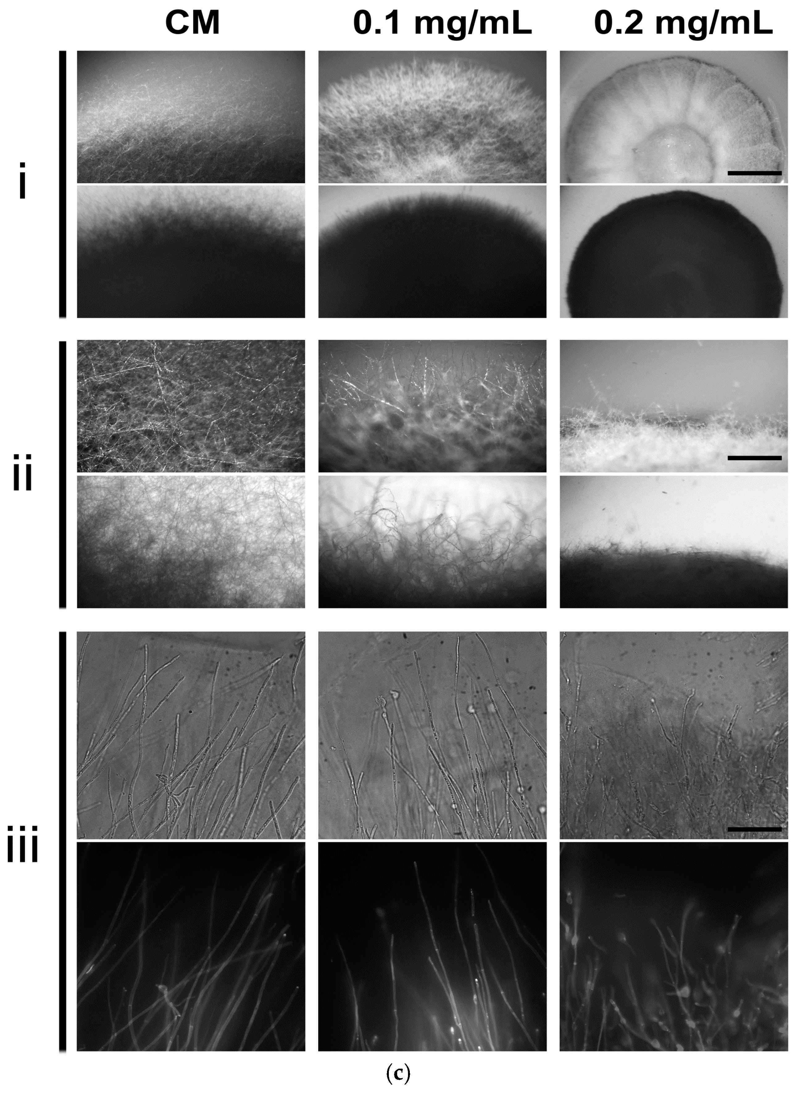 Molecules | Free Full-Text | Equol, a Clinically Important Metabolite, Inhibits the Development and Pathogenicity of Magnaporthe oryzae, the Causal Agent of Rice Blast Disease Molecules | Free Full-Text | Equol, a Clinically Important Metabolite, Inhibits the Development and Pathogenicity of Magnaporthe oryzae, the Causal Agent of Rice Blast Disease