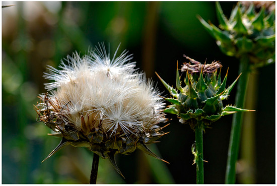 Milk thistle for nursing dogs clearance