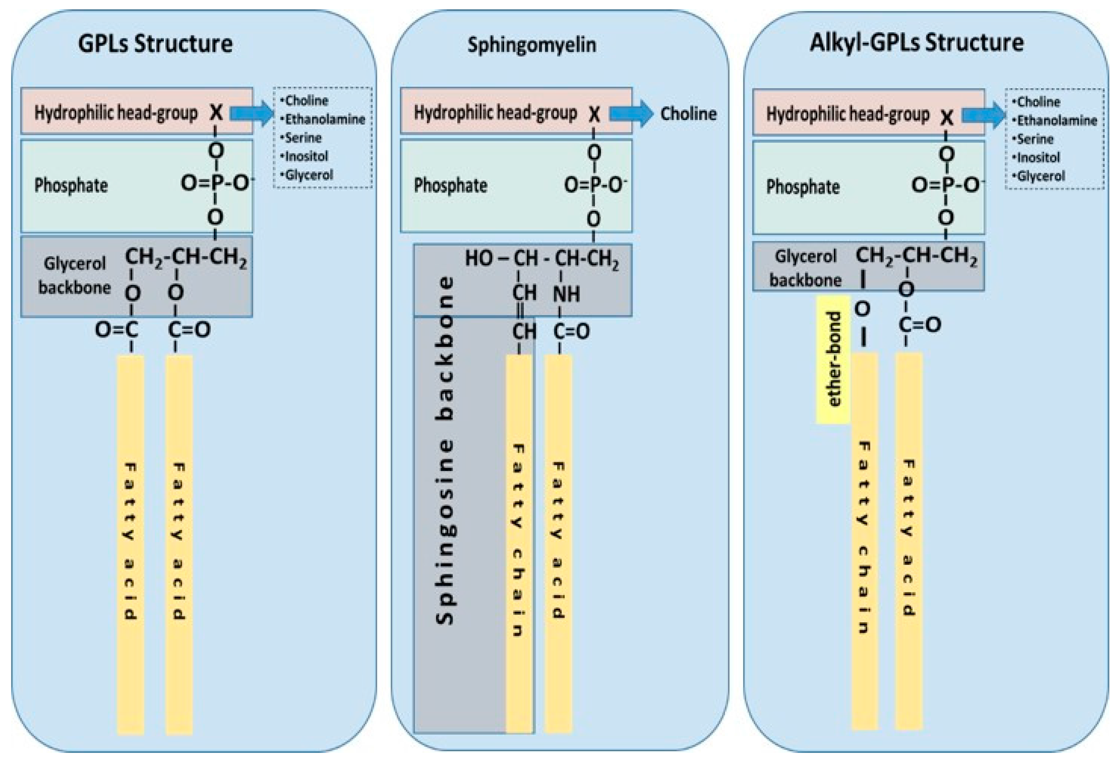 Molecules Free Full Text Phospholipids Of Animal And Marine Origin Structure Function And Anti Inflammatory Properties Html