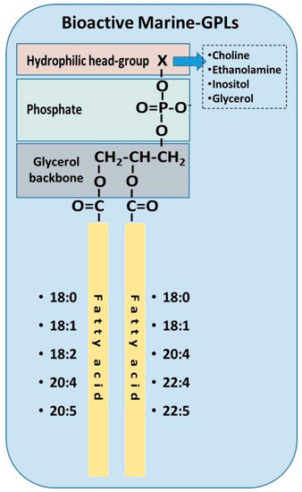 Molecules Free Full Text Phospholipids Of Animal And Marine Origin Structure Function And Anti Inflammatory Properties Html