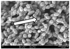 Molecules 22 02135 i016