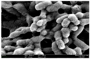 Molecules 22 02135 i019