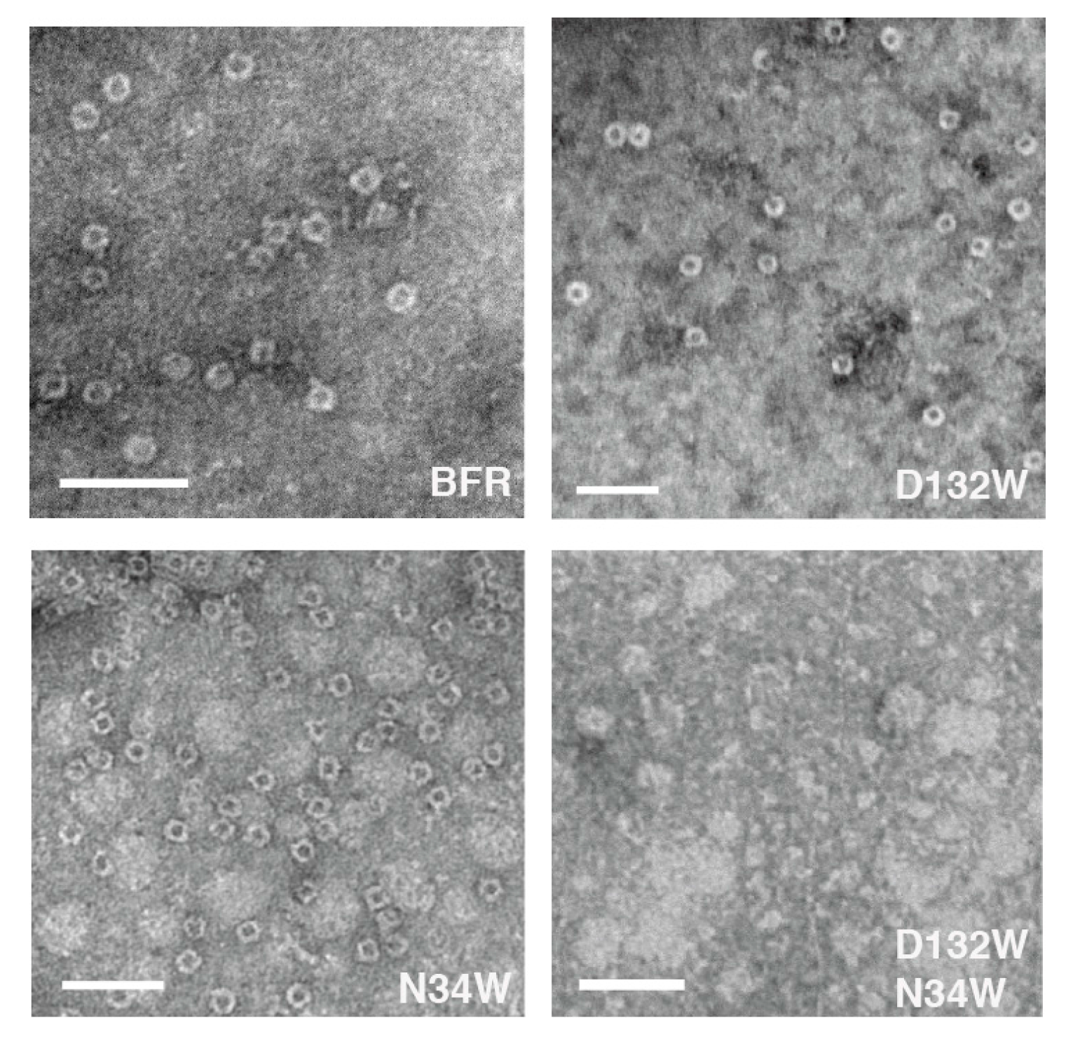 Molecules 22 02184 g004 550