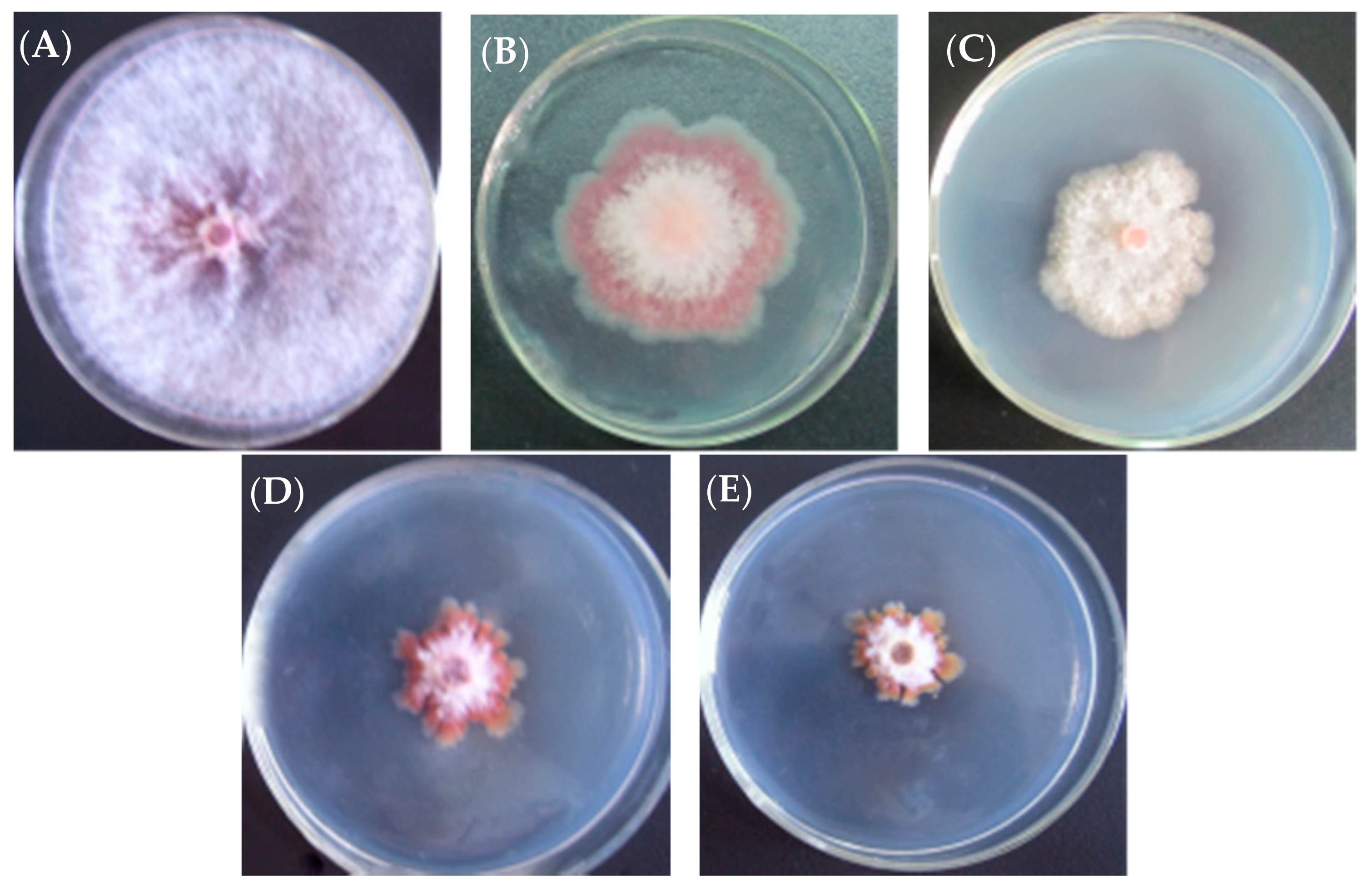 Molecules 22 02224 g003