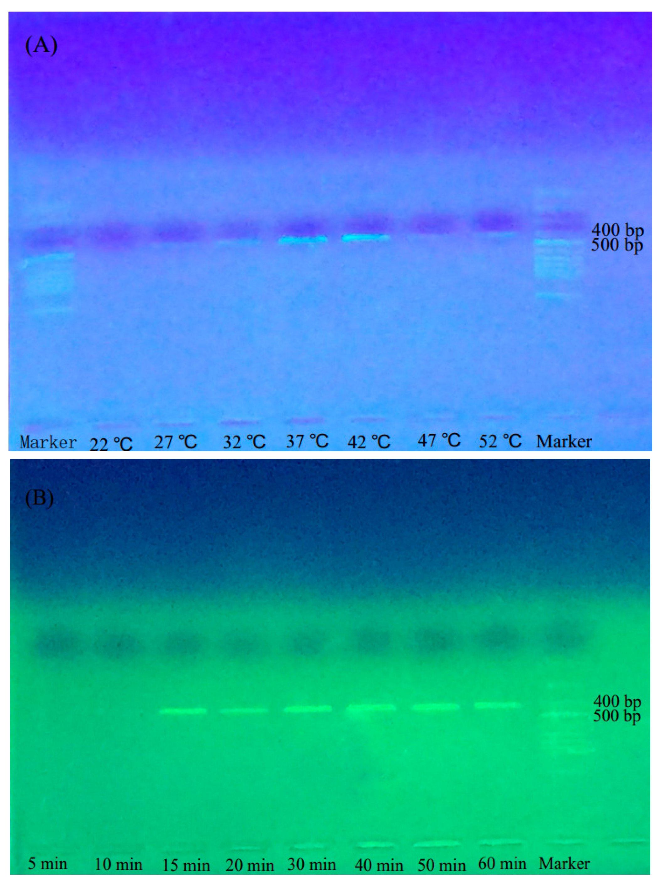 Molecules 22 02261 g001