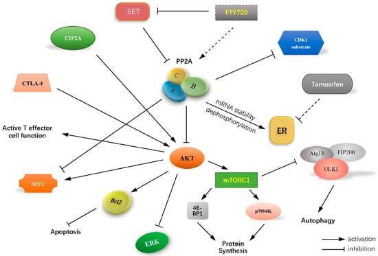 Targeting PP2A-dependent autophagy enhances sensitivity to