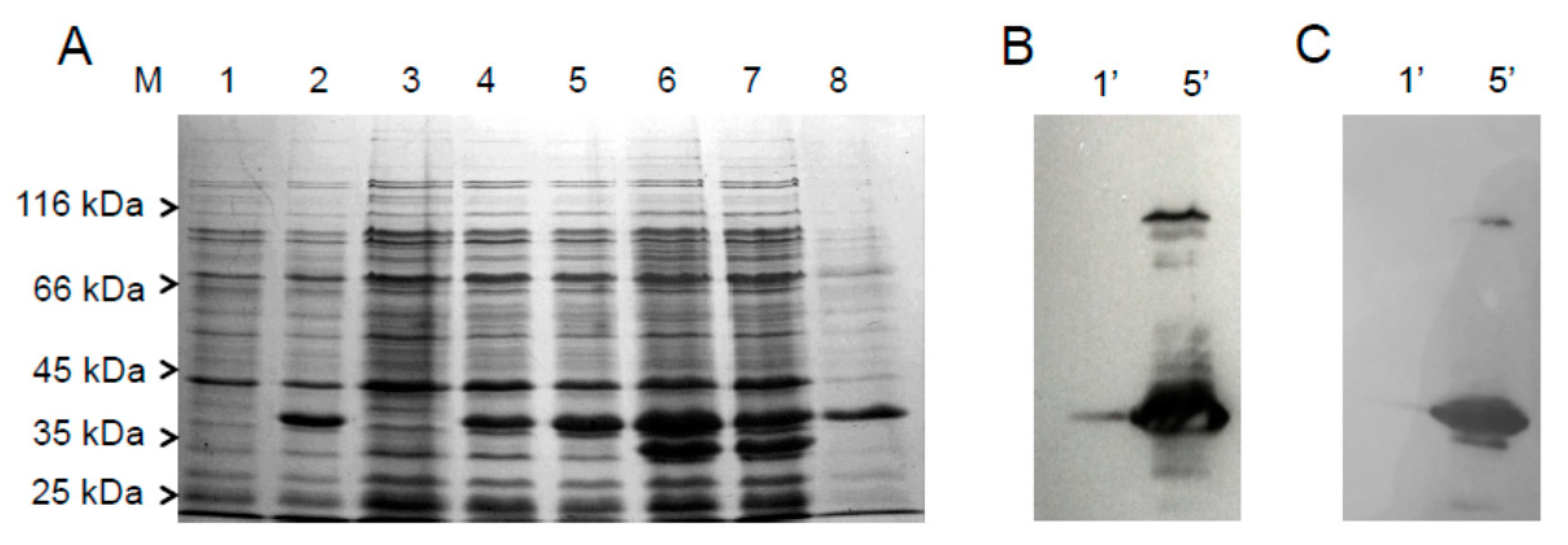 Molecules 23 00116 g002 Molecules 23 00116 g002