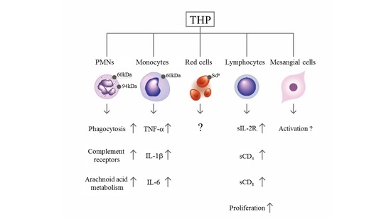 Molecules Free Full Text Tamm Horsfall Protein Is A Potent Immunomodulatory Molecule And A Disease Biomarker In The Urinary System Html