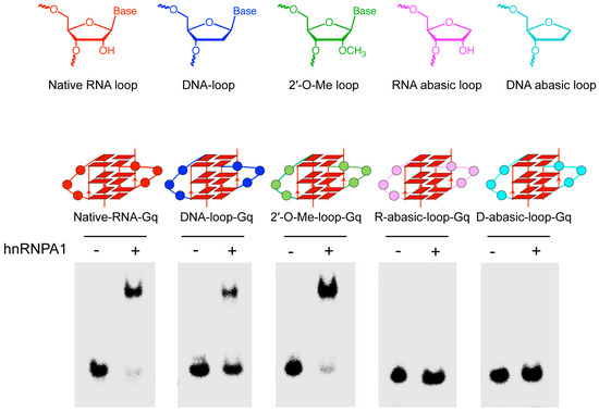 HnRNPA1 Specifically Recognizes the Base of Nucleotide at the Loop of RNA G-Quadruplex HnRNPA1 Specifically Recognizes the Base of Nucleotide at the Loop of RNA G-Quadruplex