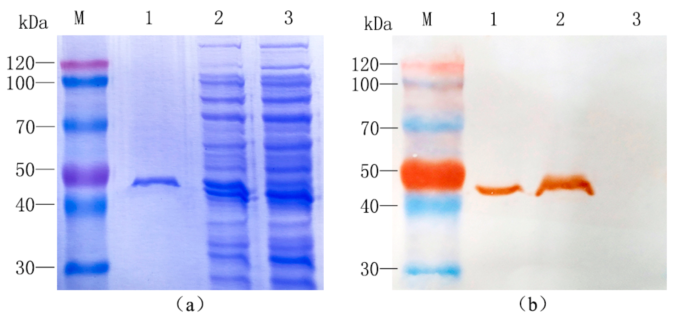 Molecules 23 00269 g003