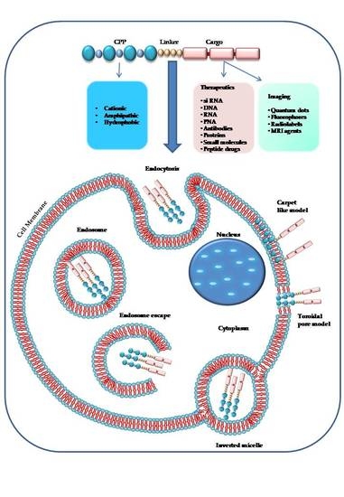 Molecules Free Full Text Cell Penetrating Peptides As Molecular Carriers For Anti Cancer Agents Html