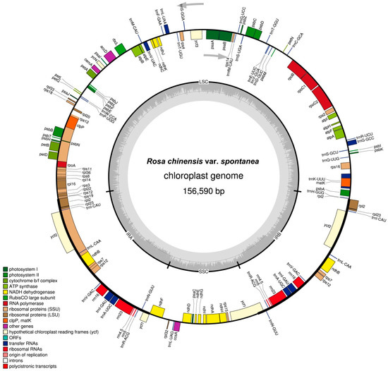 The Complete Chloroplast Genome of a Key Ancestor of Modern