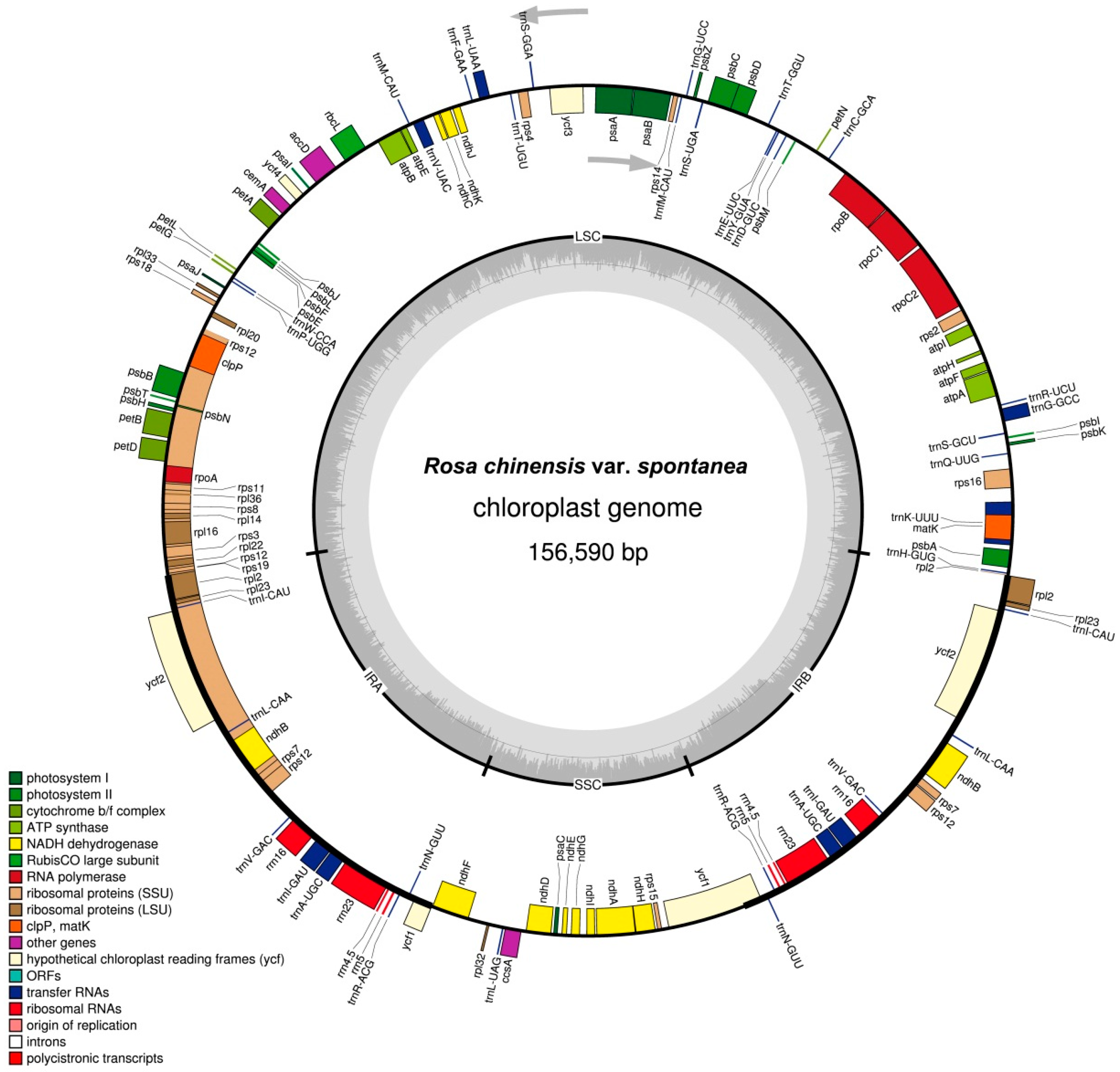 Molecules | Free Full-Text | The Complete Chloroplast Genome of a 