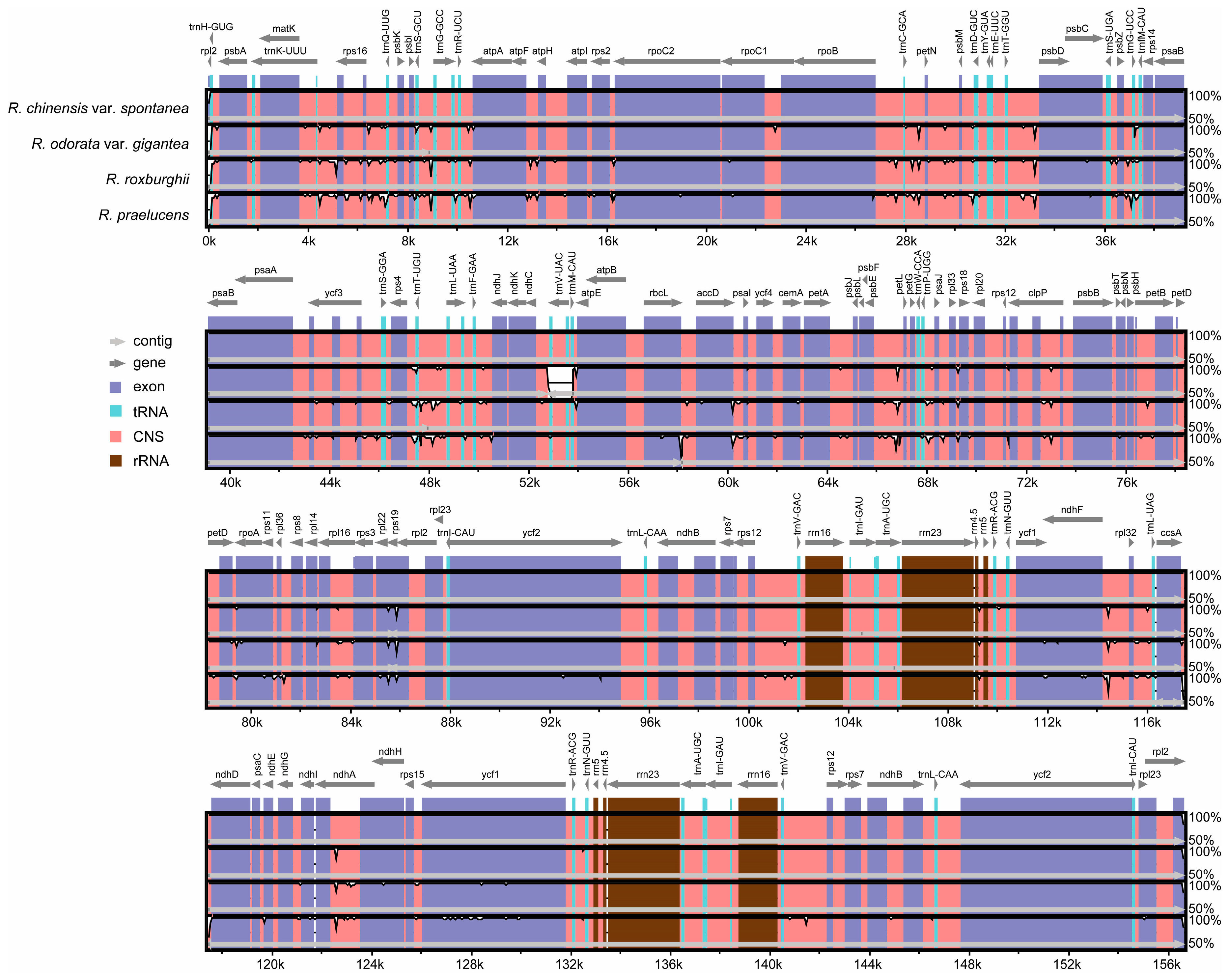 The Complete Chloroplast Genome of a Key Ancestor of Modern