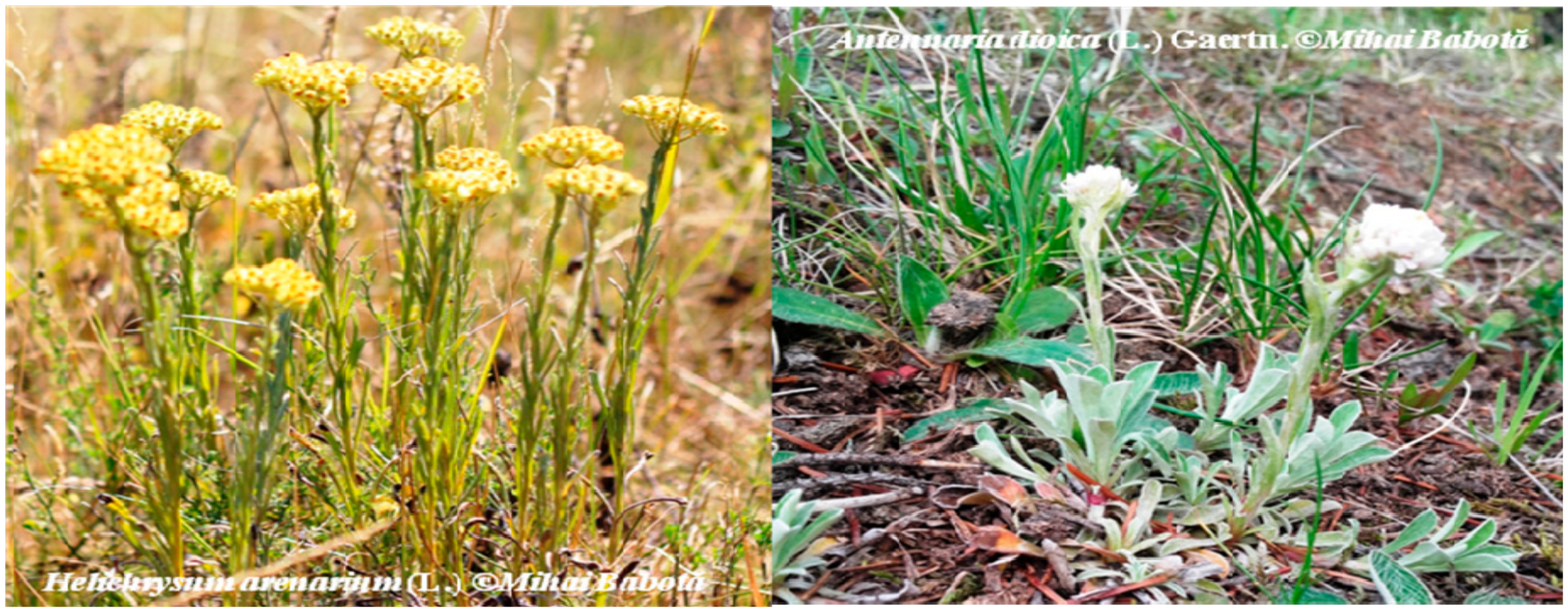 Molecules 23 00409 g001