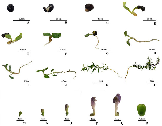 K  GGCX-Associated Phenotypes: An Overview in Search of