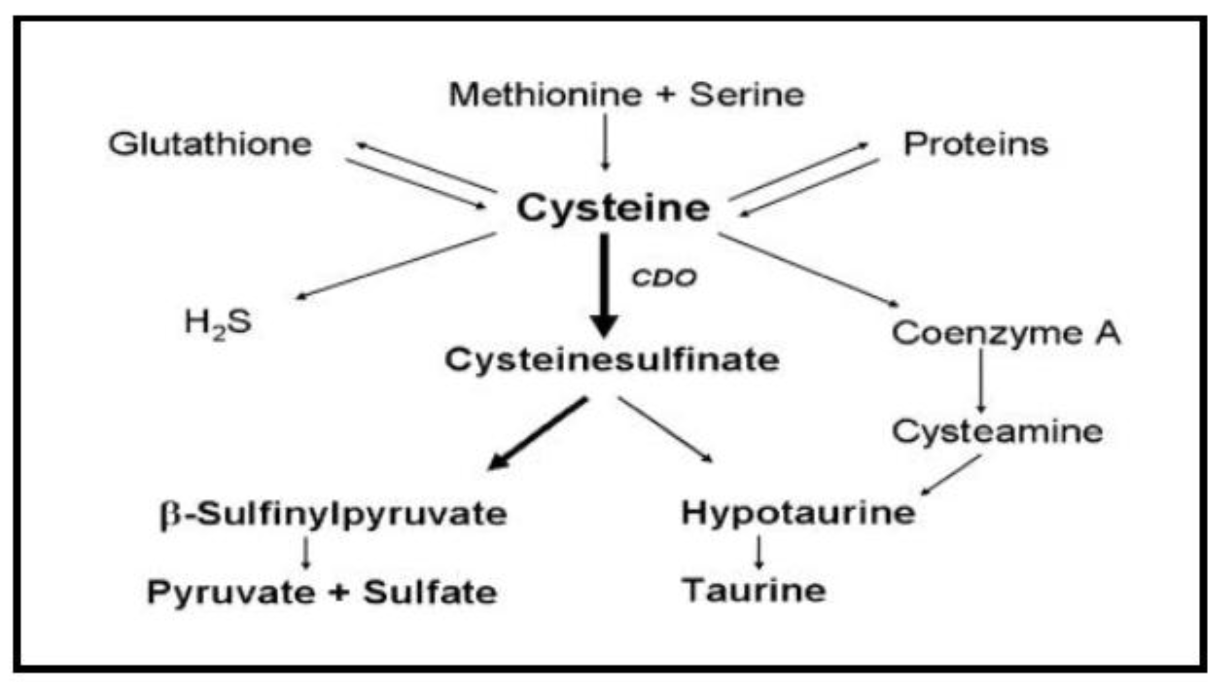 molecules free full text effects of the usage of l cysteine l
