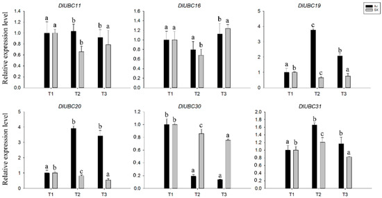 The Ubiquitin-Conjugating Enzyme Gene Family in Longan (Dimocarpus ...