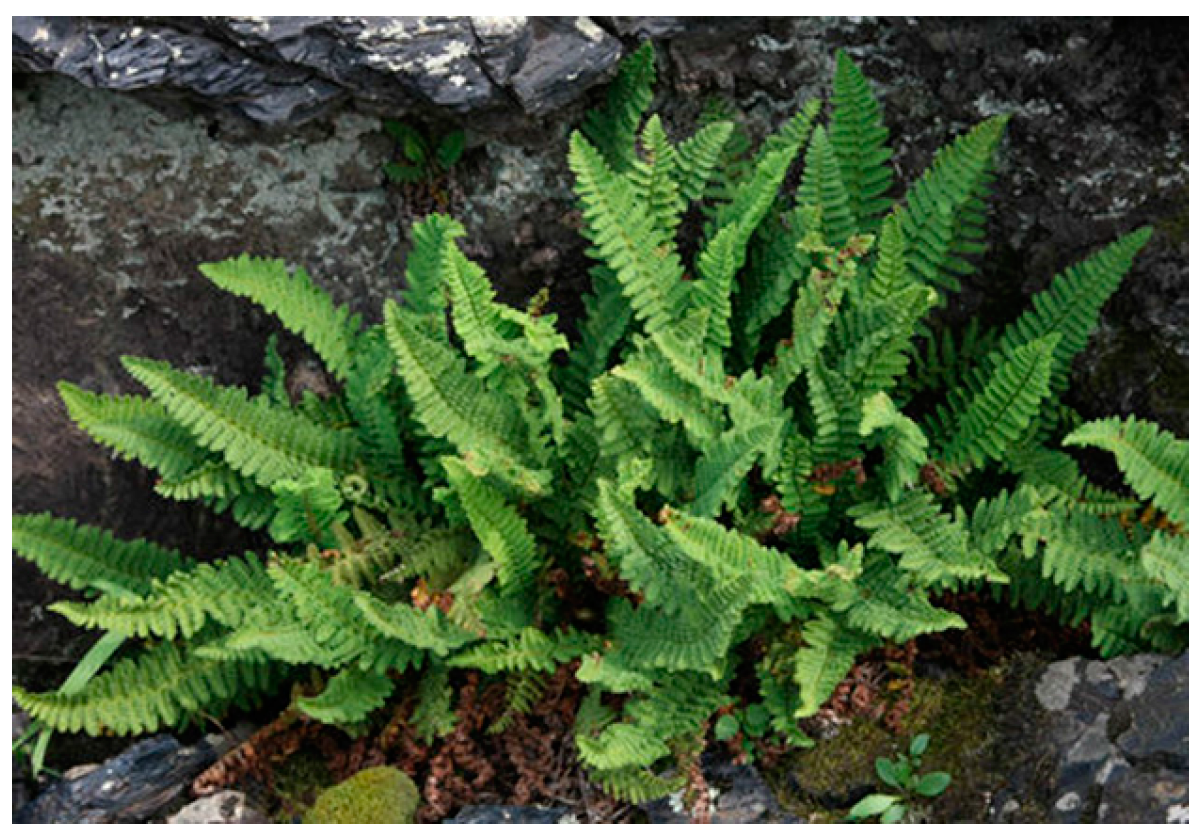 Molecules 23 00680 g001