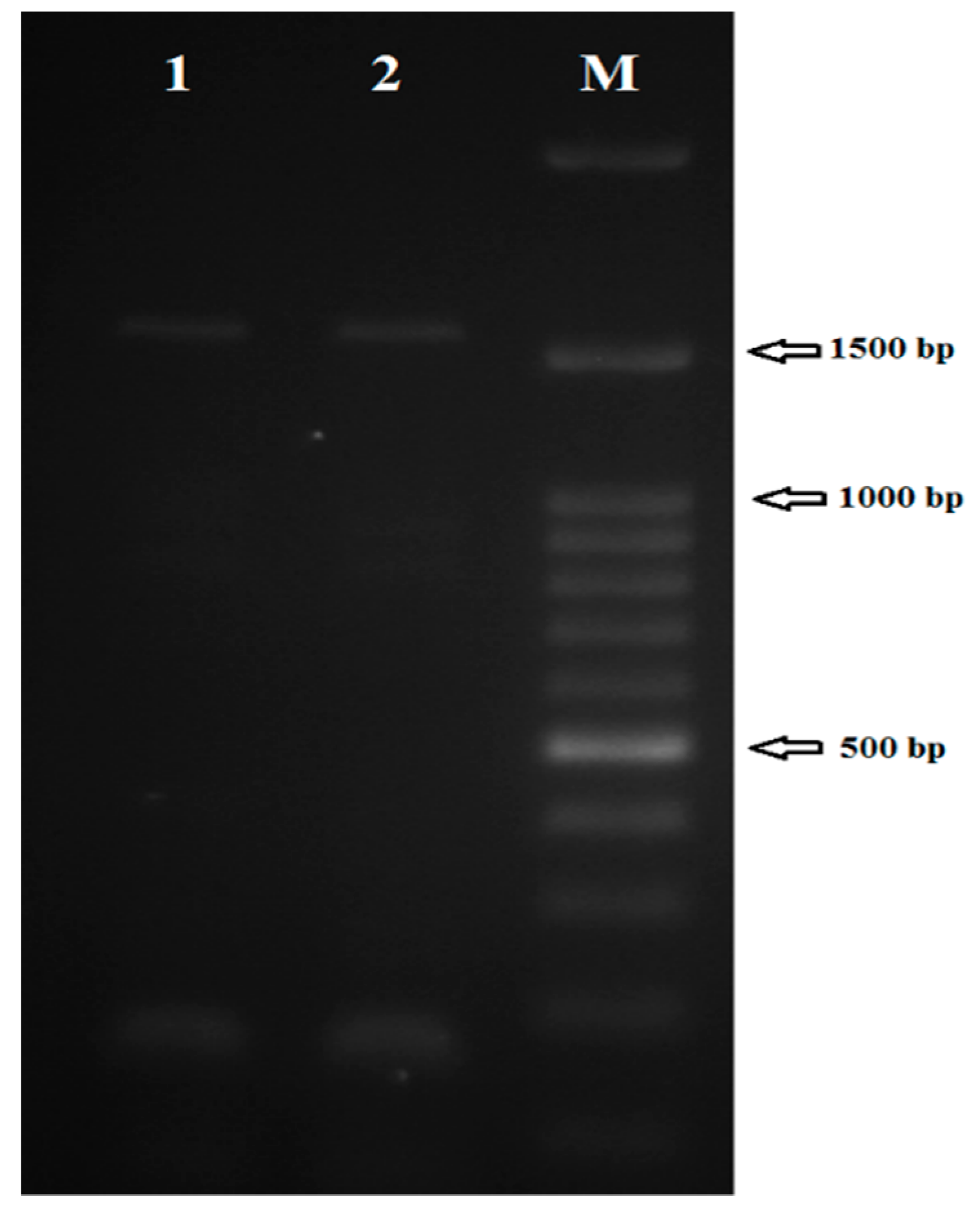 Molecules 23 00696 g001