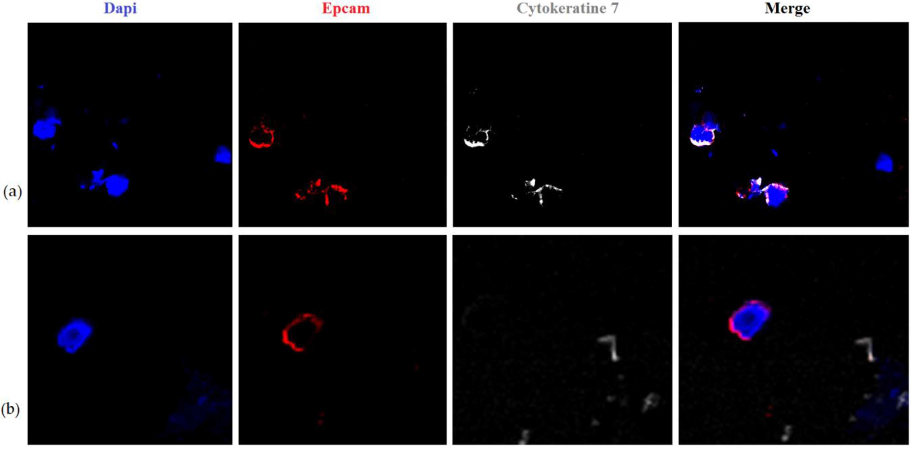 Molecules 23 00727 g001