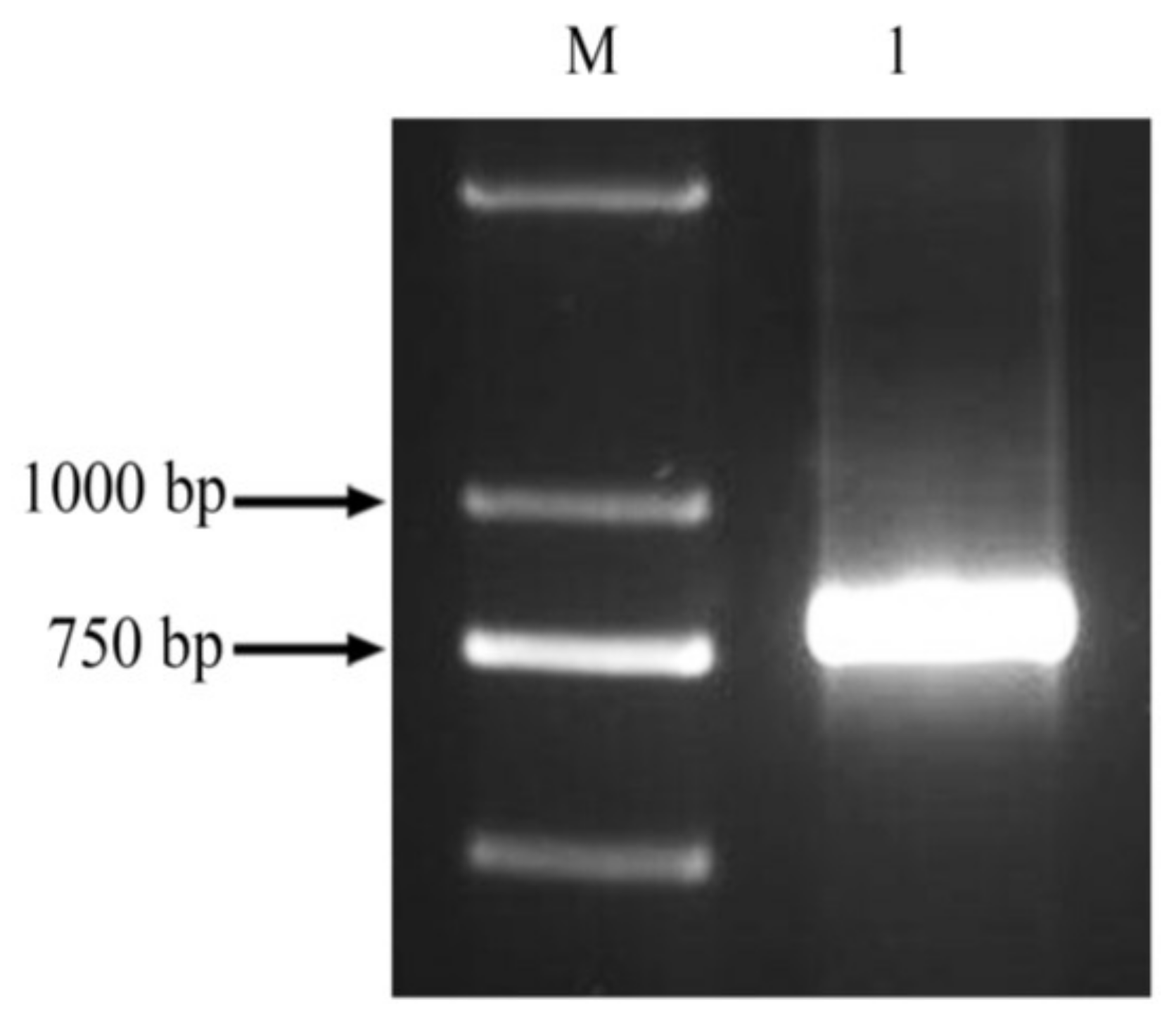 Molecules 23 00748 g001 550