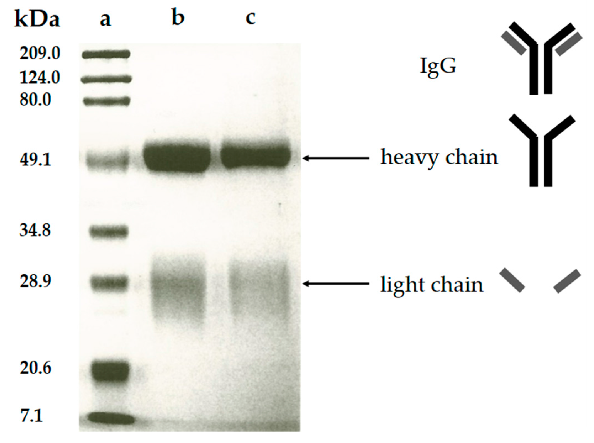 Molecules 23 00789 g004 Molecules 23 00789 g004
