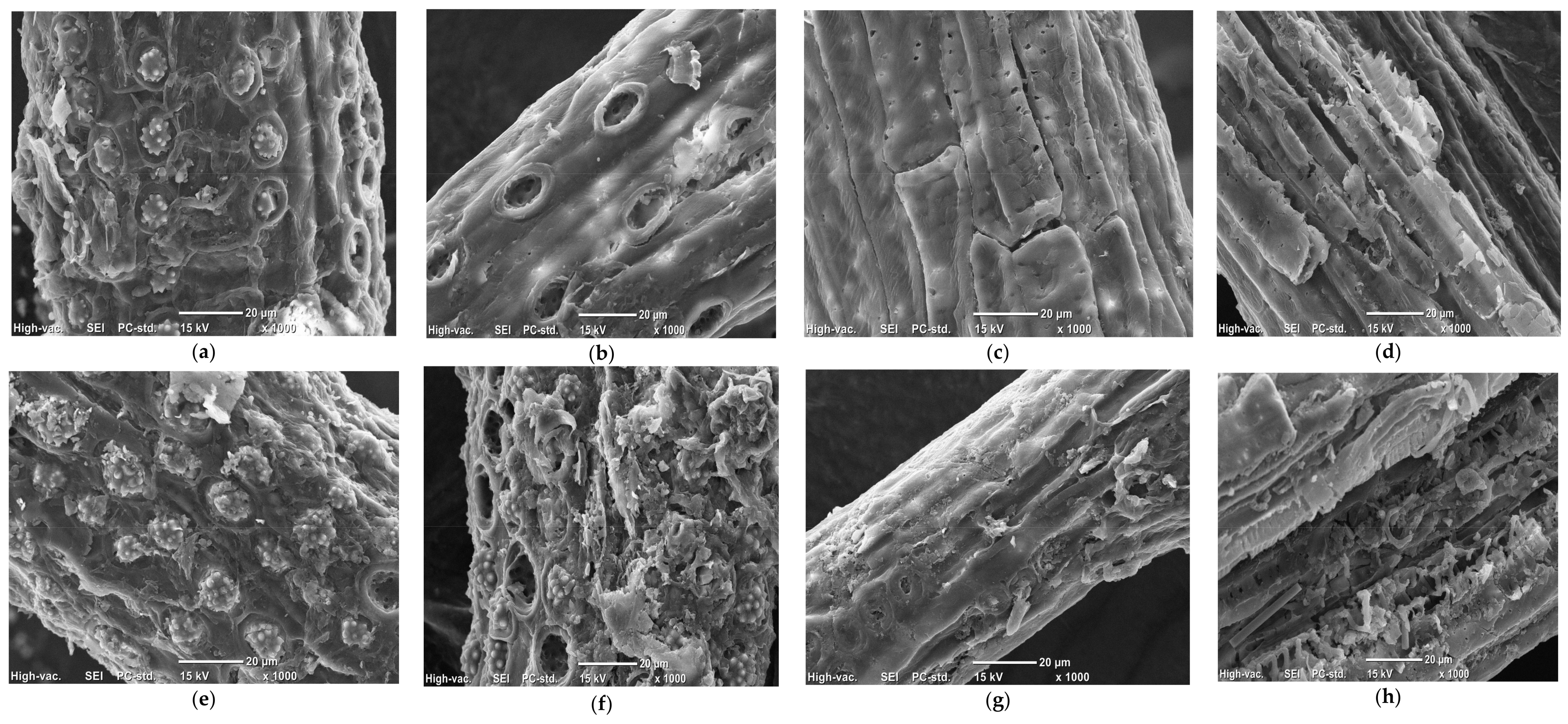 Molecules Free Full Text Combination Of Superheated Steam With Laccase Pretreatment Together With Size Reduction To Enhance Enzymatic Hydrolysis Of Oil Palm Biomass Html