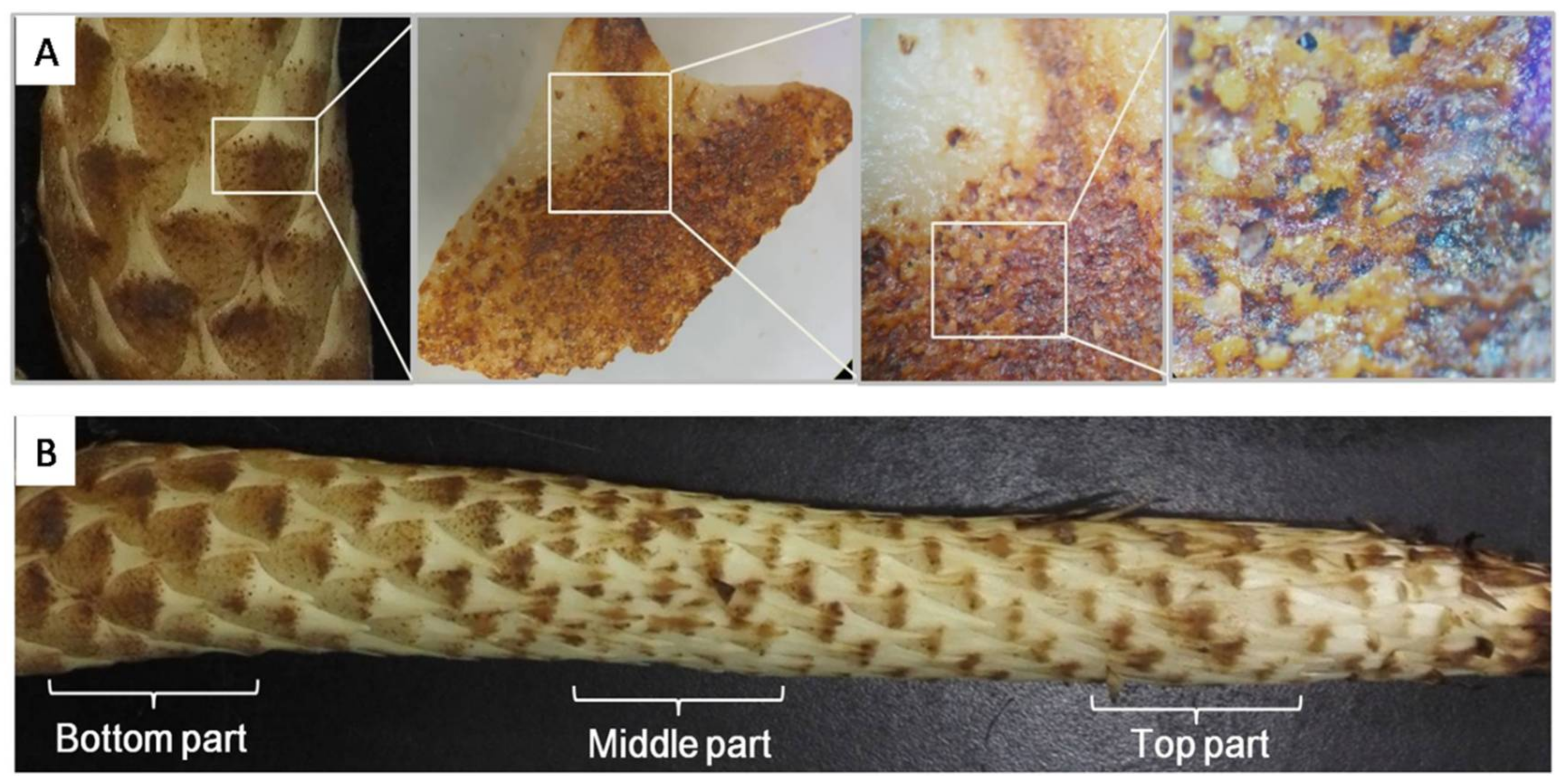 Molecules 23 00893 g005 Molecules 23 00893 g005