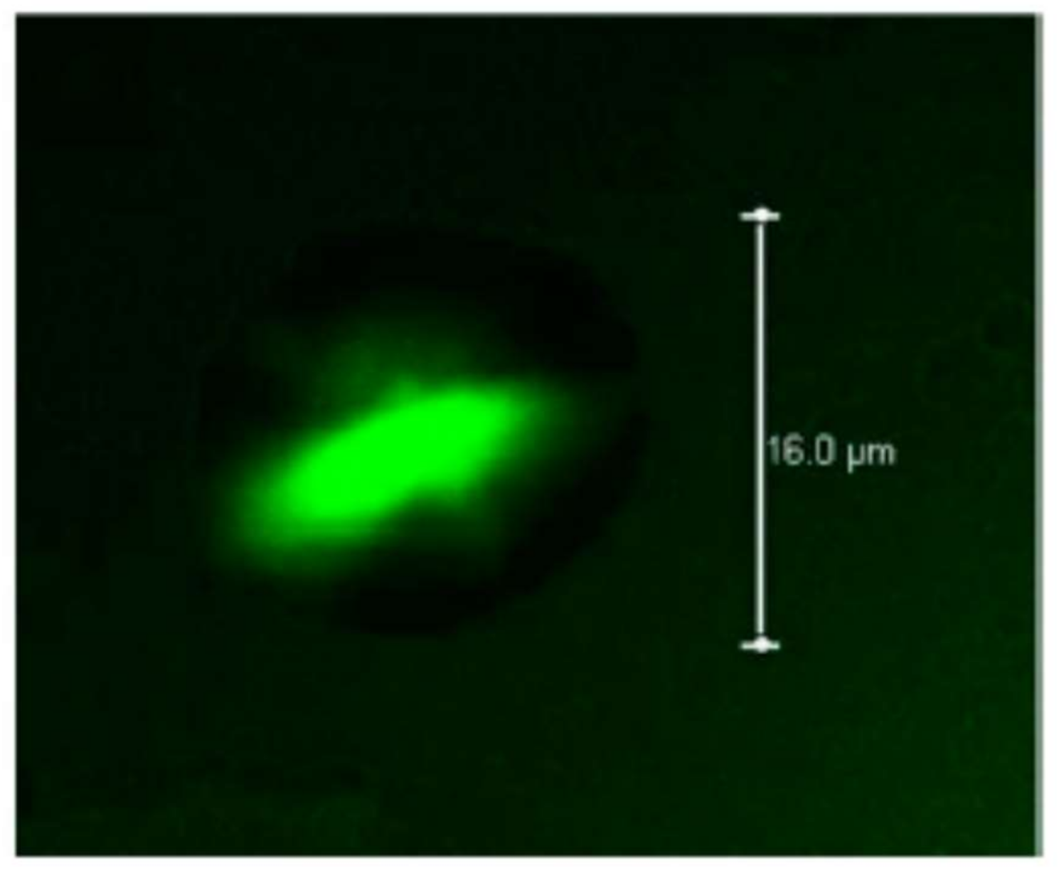 Molecules 23 00942 g011 Molecules 23 00942 g011
