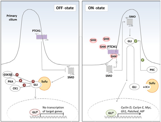 KYM Structural insights into subunit-dependent functional