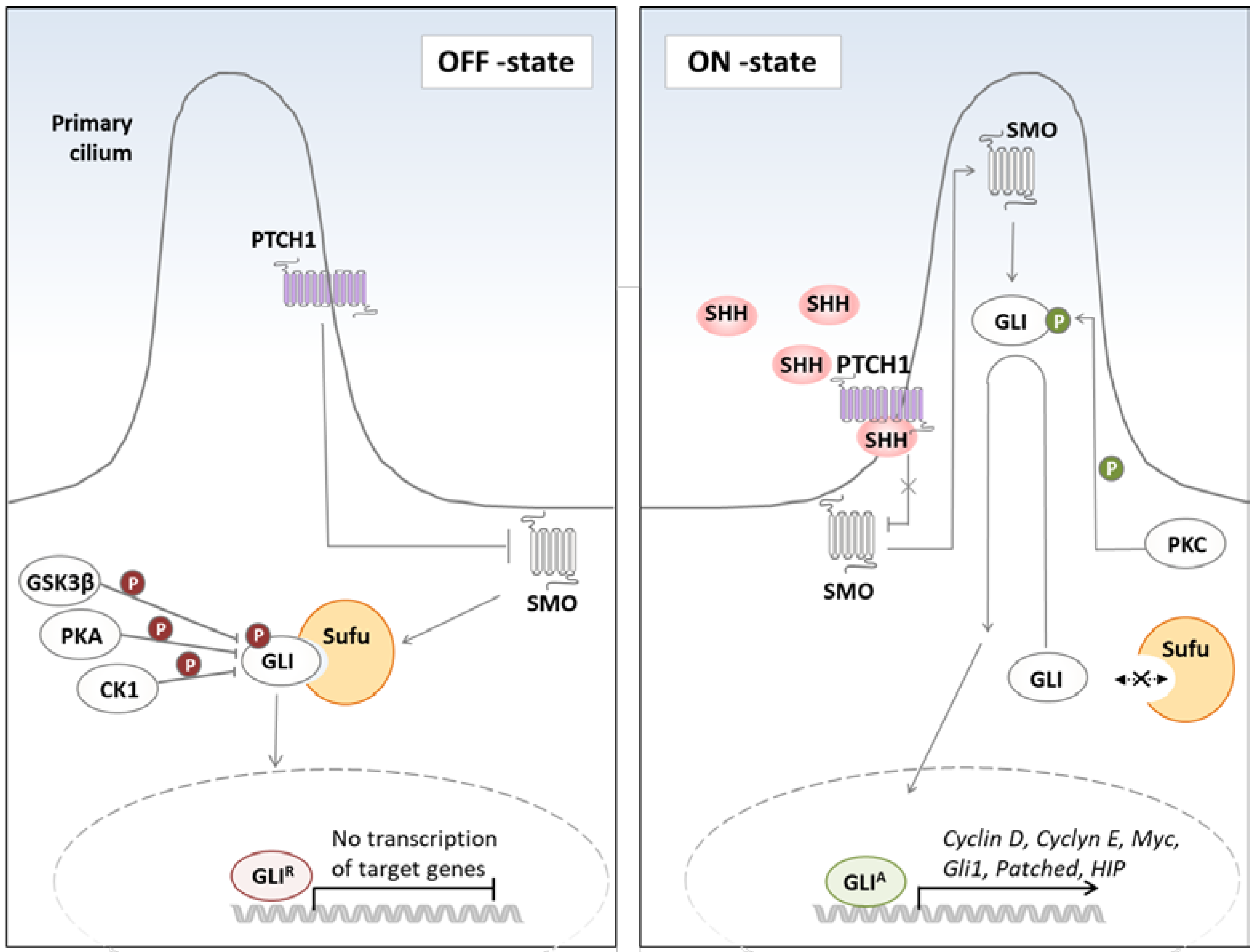 Targeting GLI Transcription Factors in Cancer Targeting GLI Transcription Factors in Cancer