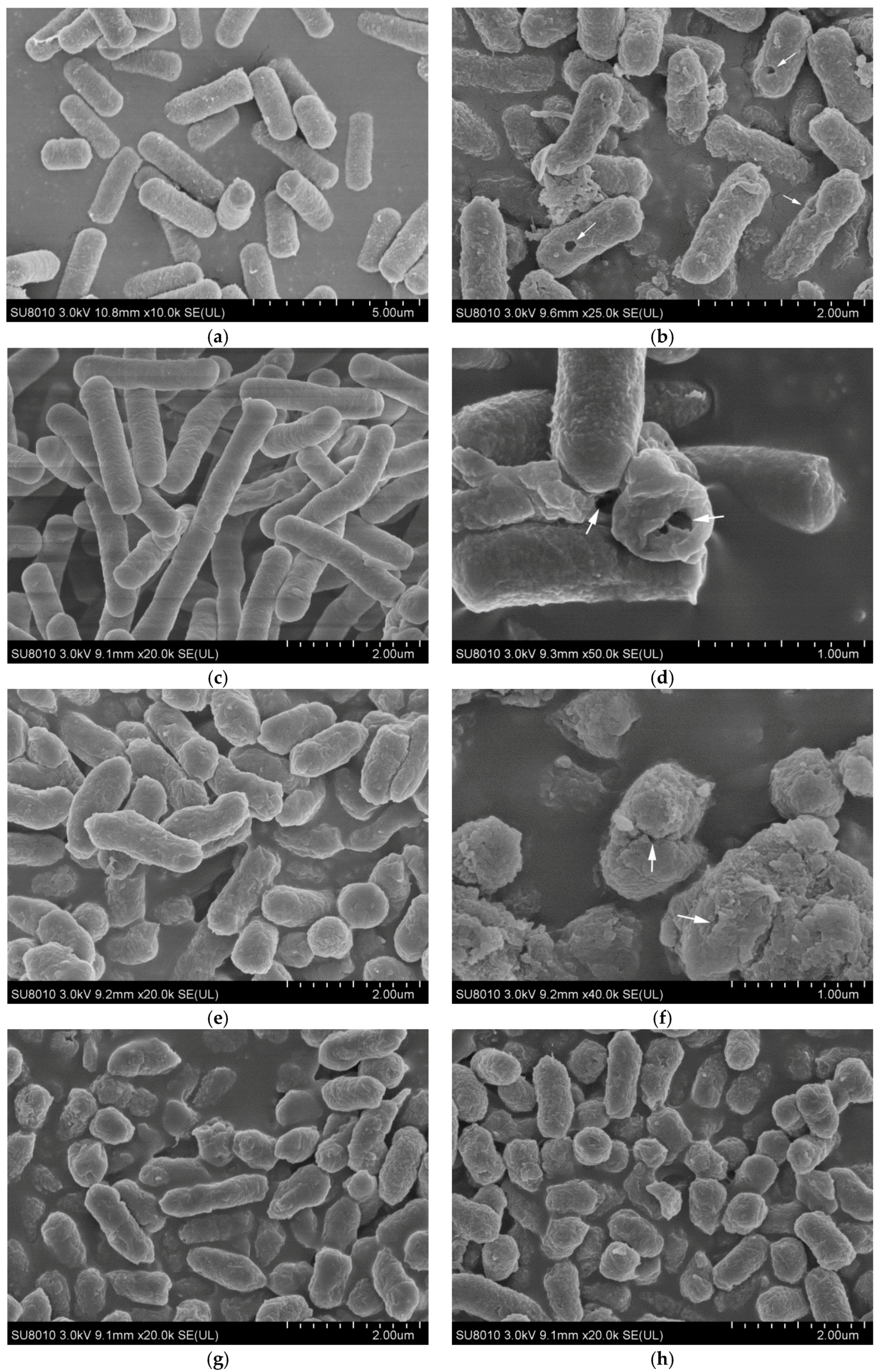 Molecules 23 01118 g003 550