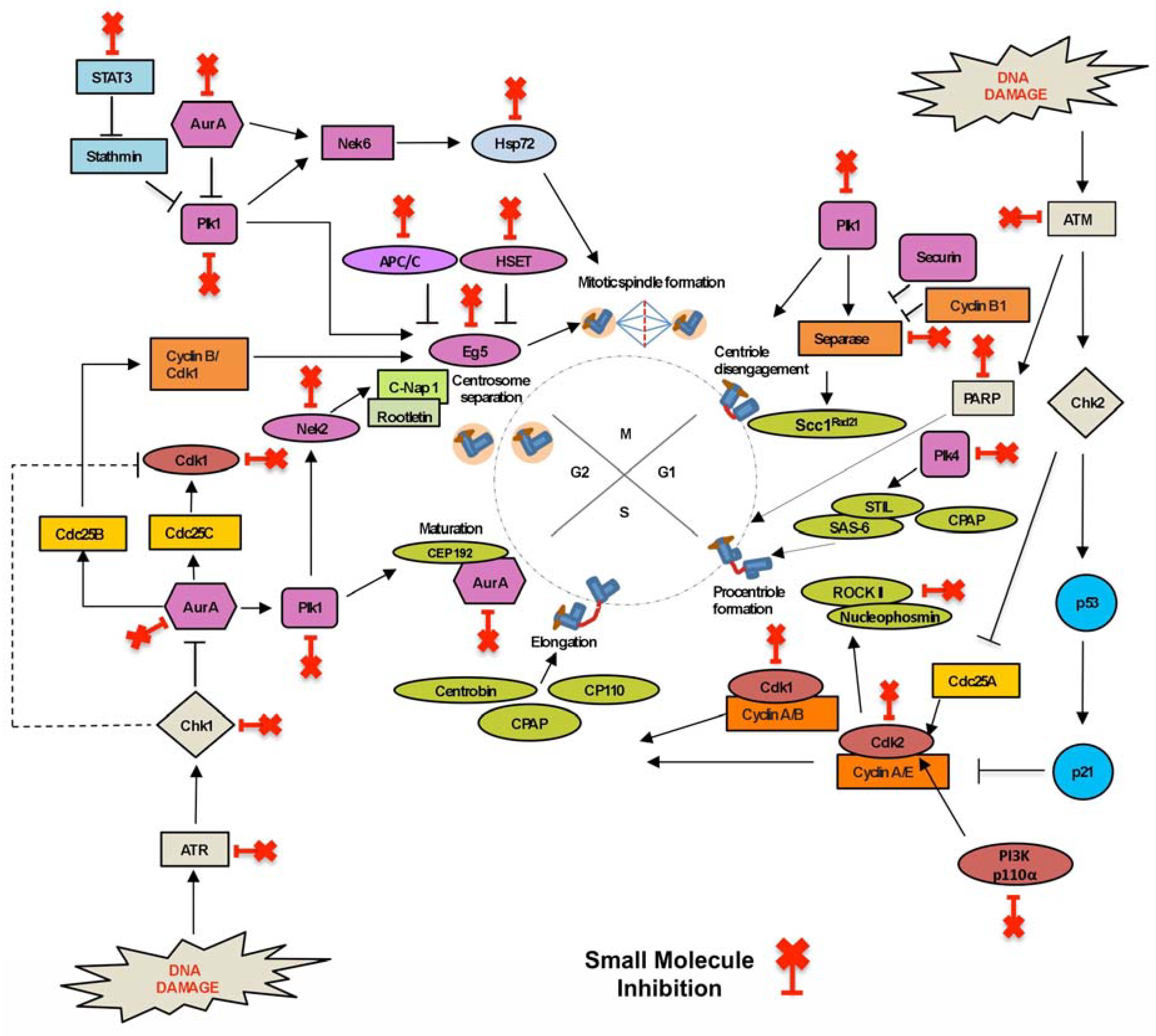 Clinically Applicable Inhibitors Impacting ... Biology Diagrams