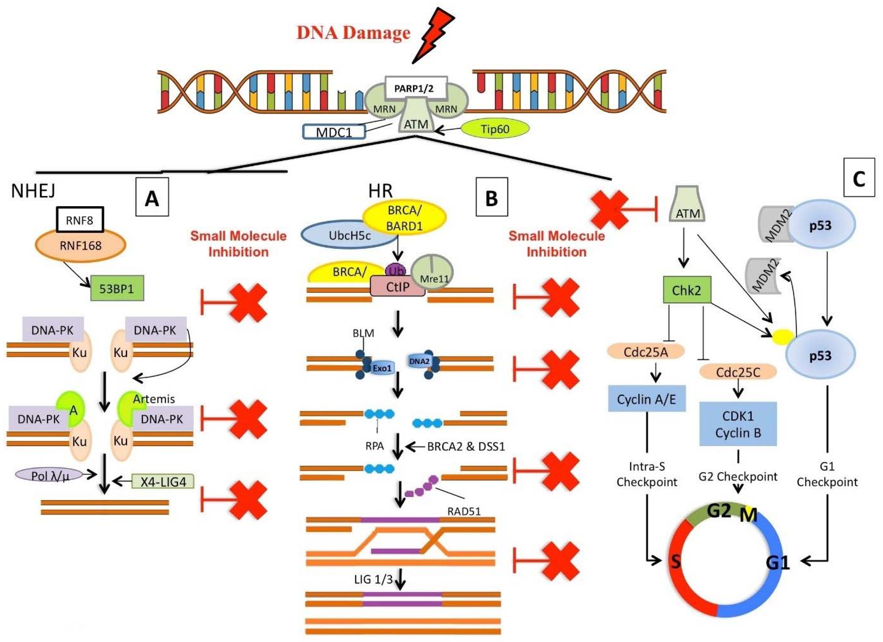 Molecules 23 01166 g003