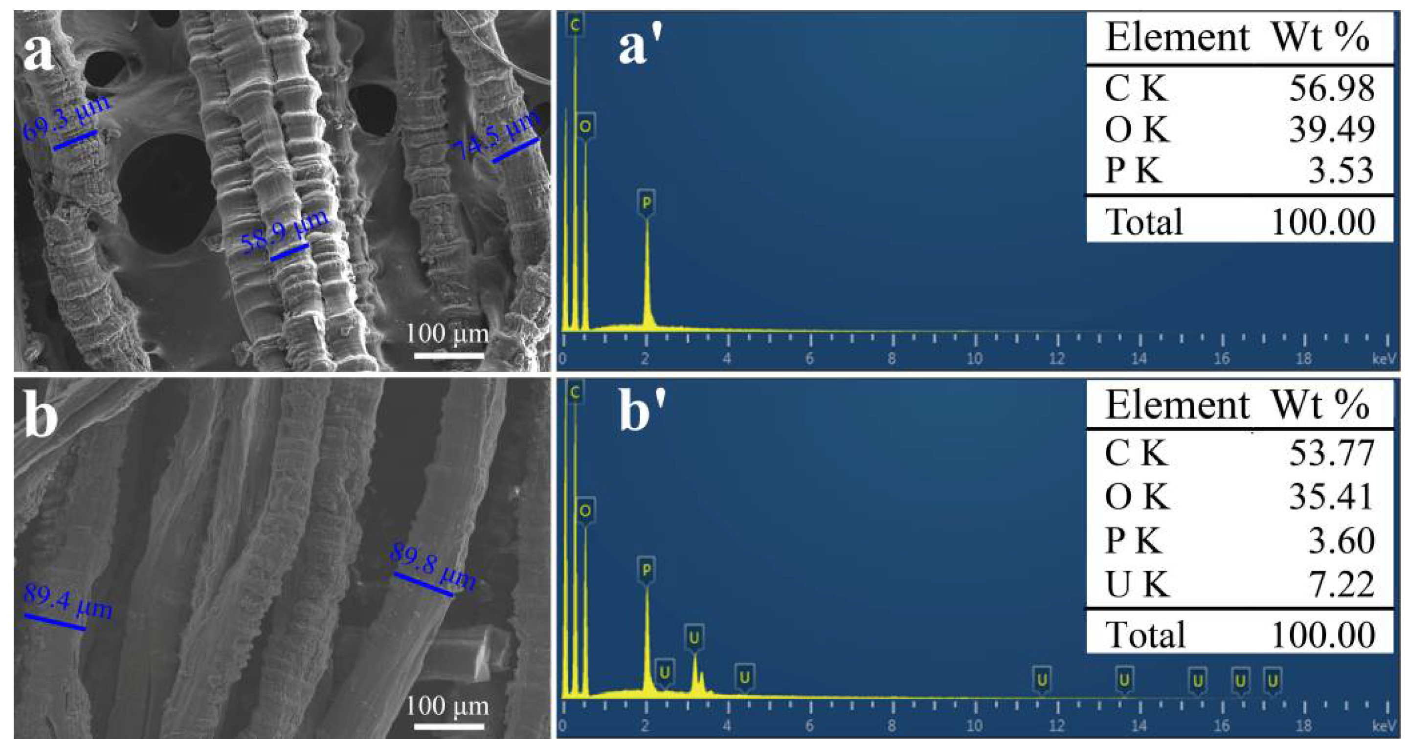 Molecules 23 01245 g004 Molecules 23 01245 g004