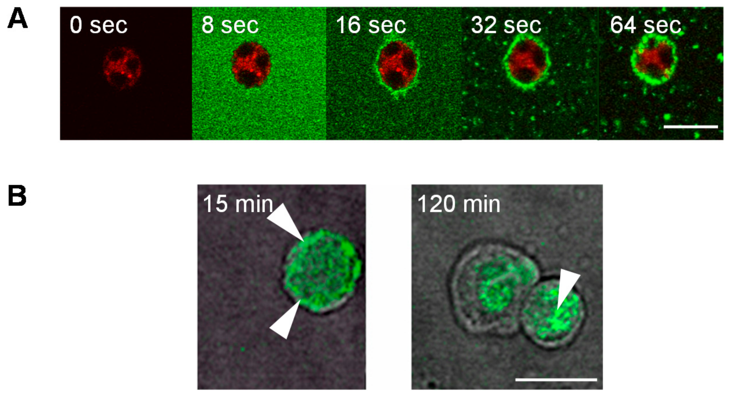 Molecules 23 01272 g003 Molecules 23 01272 g003