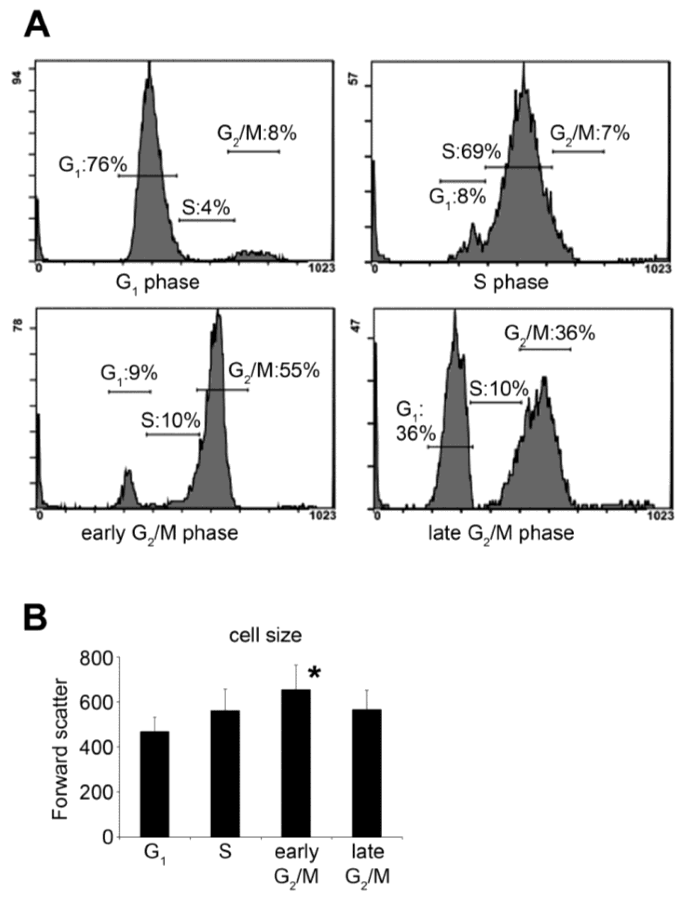 Molecules Free Full Text O Linked N Acetylglucosamine Transiently Elevates In Hela Cells During Mitosis Html