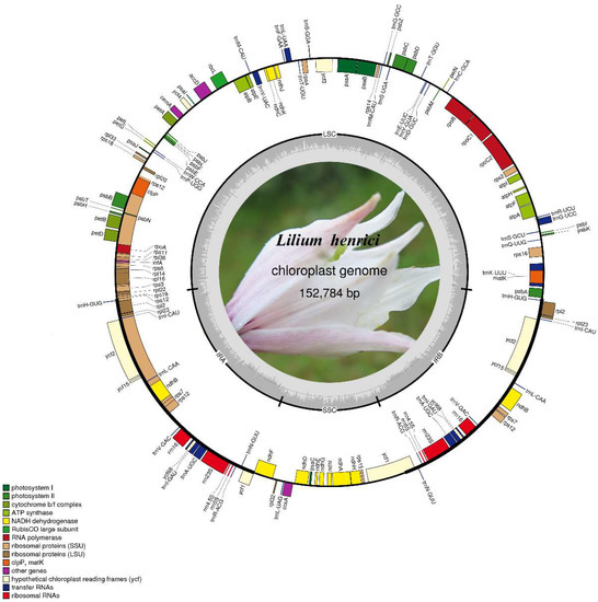 The Chloroplast Genome of Lilium henrici: Genome Structure