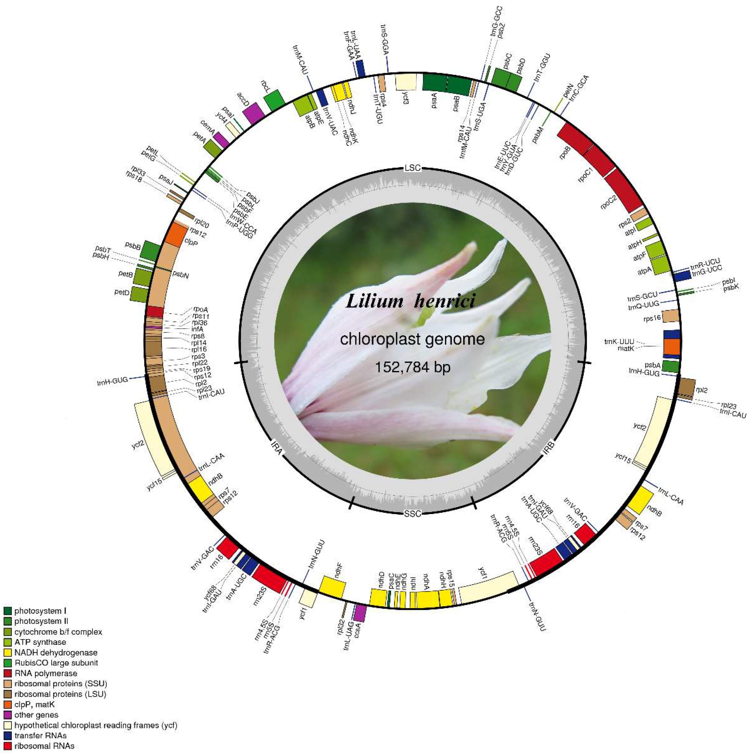 The Chloroplast Genome of Lilium henrici: Genome Structure