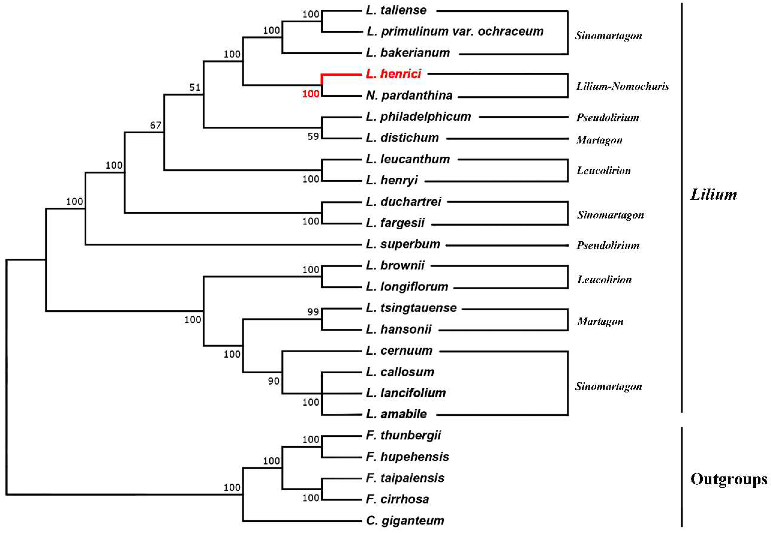 lily The Chloroplast Genome of Lilium henrici: Genome Structure