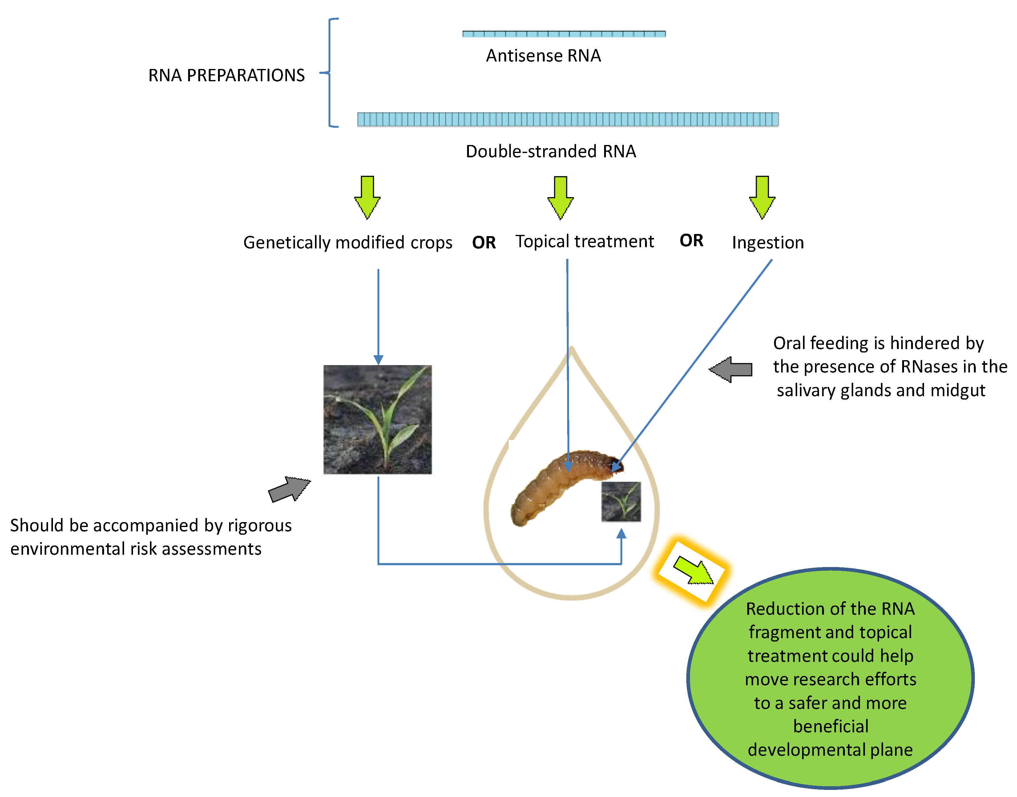 Molecules 23 01302 g003
