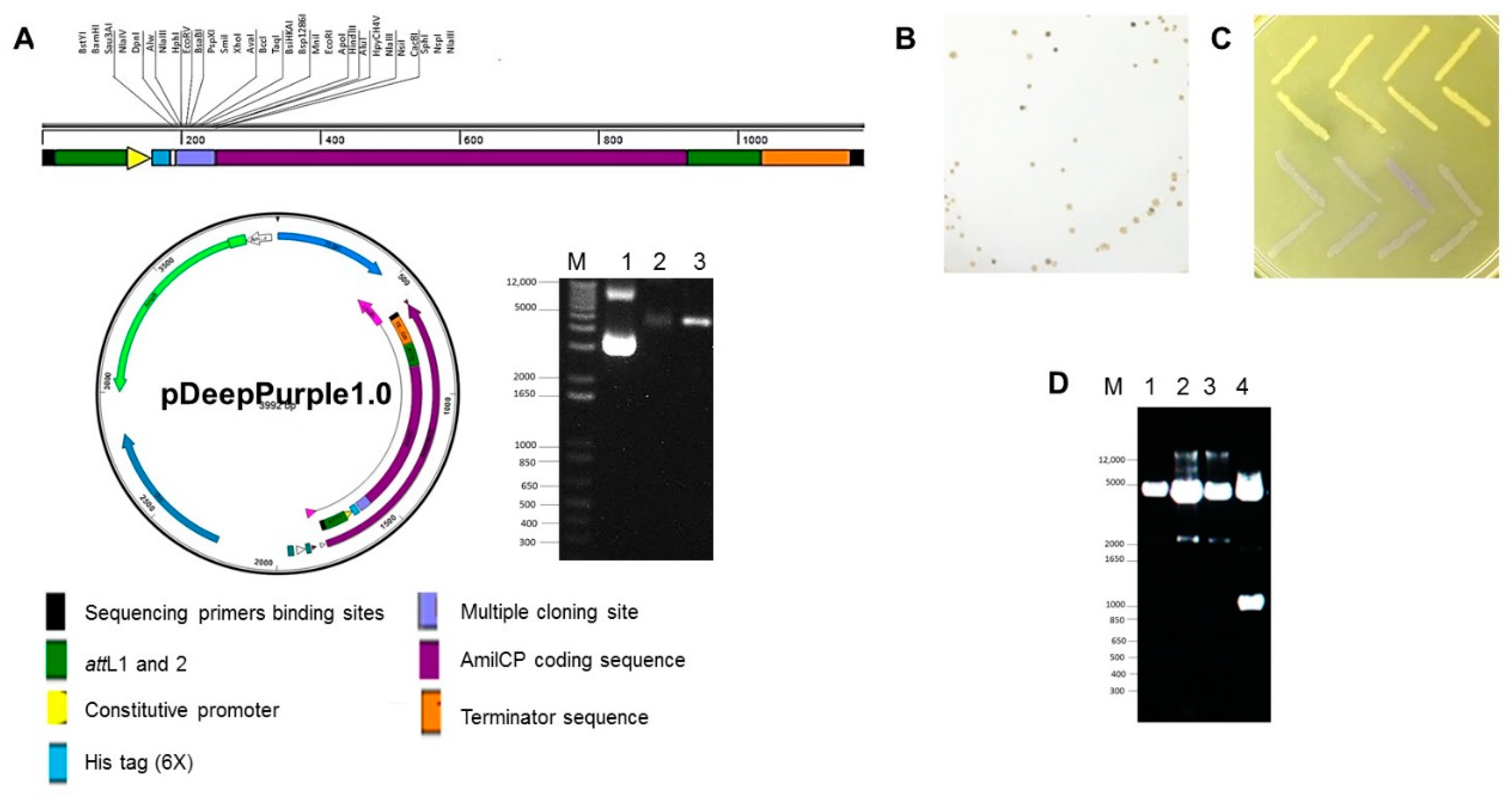Molecules 23 01328 g002 Molecules 23 01328 g002