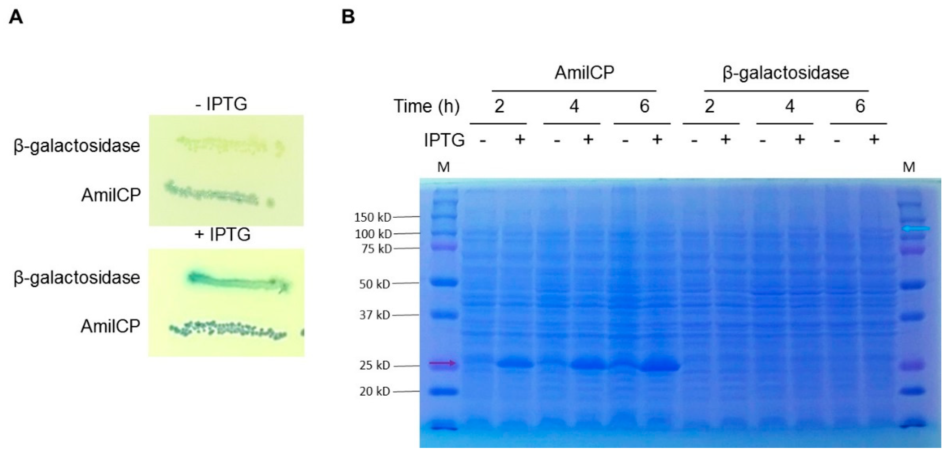 Molecules 23 01328 g006 Molecules 23 01328 g006