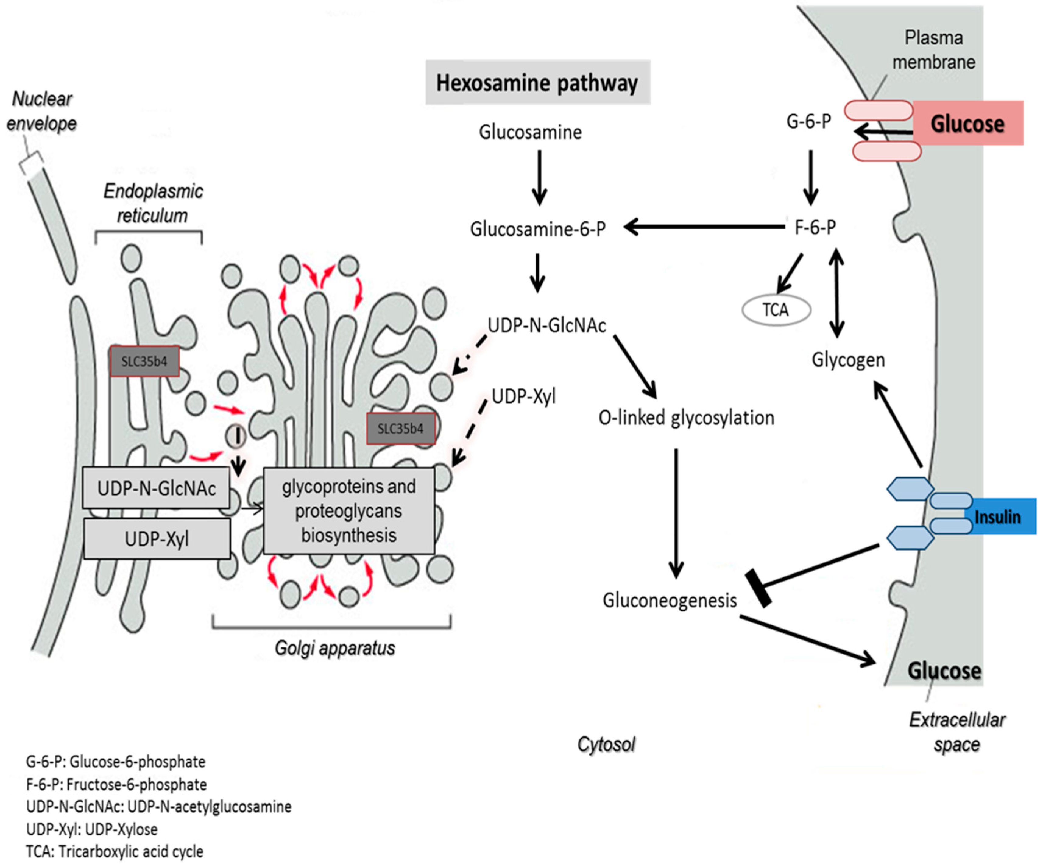 Molecules 23 01350 g007