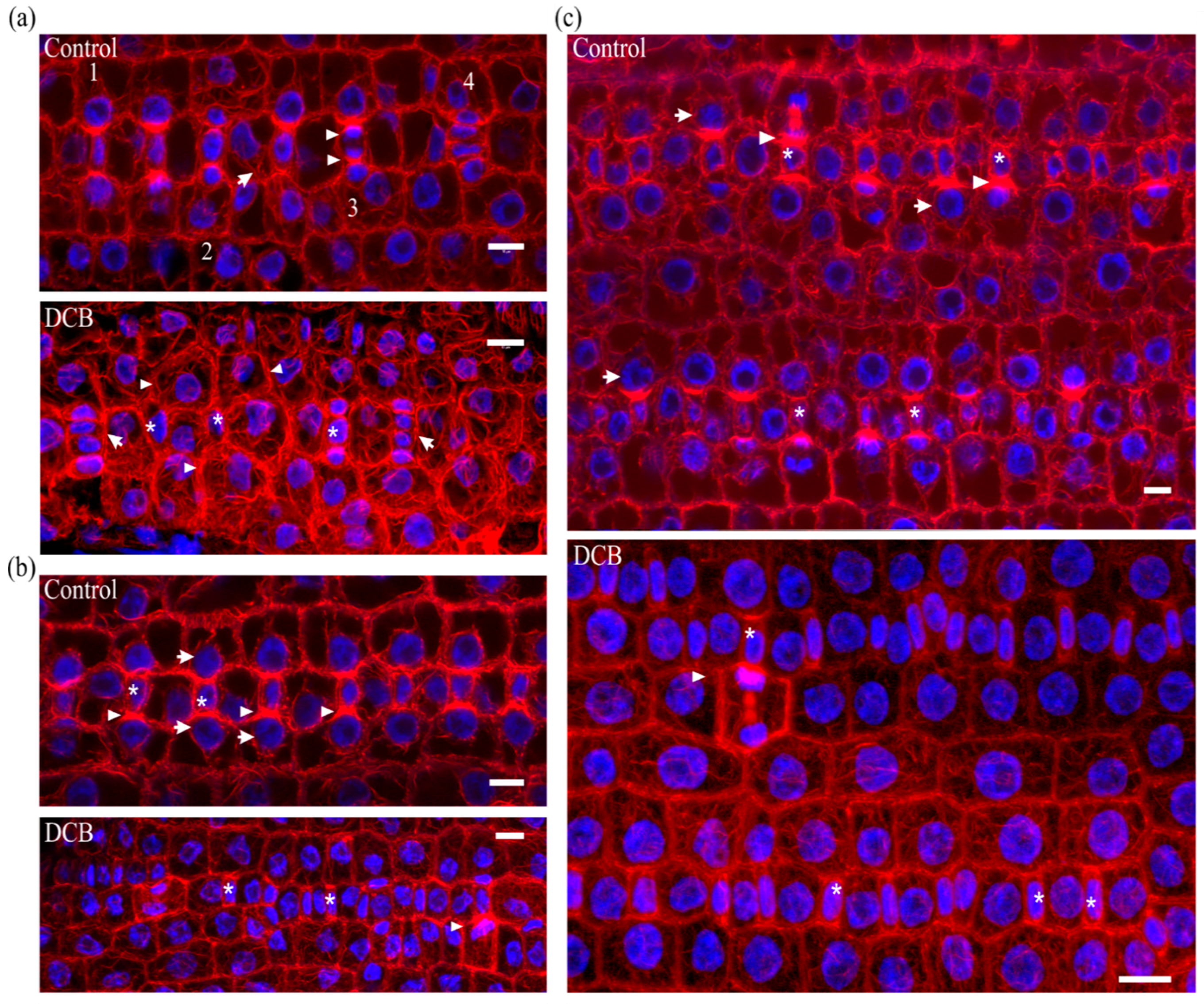 Molecules 23 01365 g001 Molecules 23 01365 g001