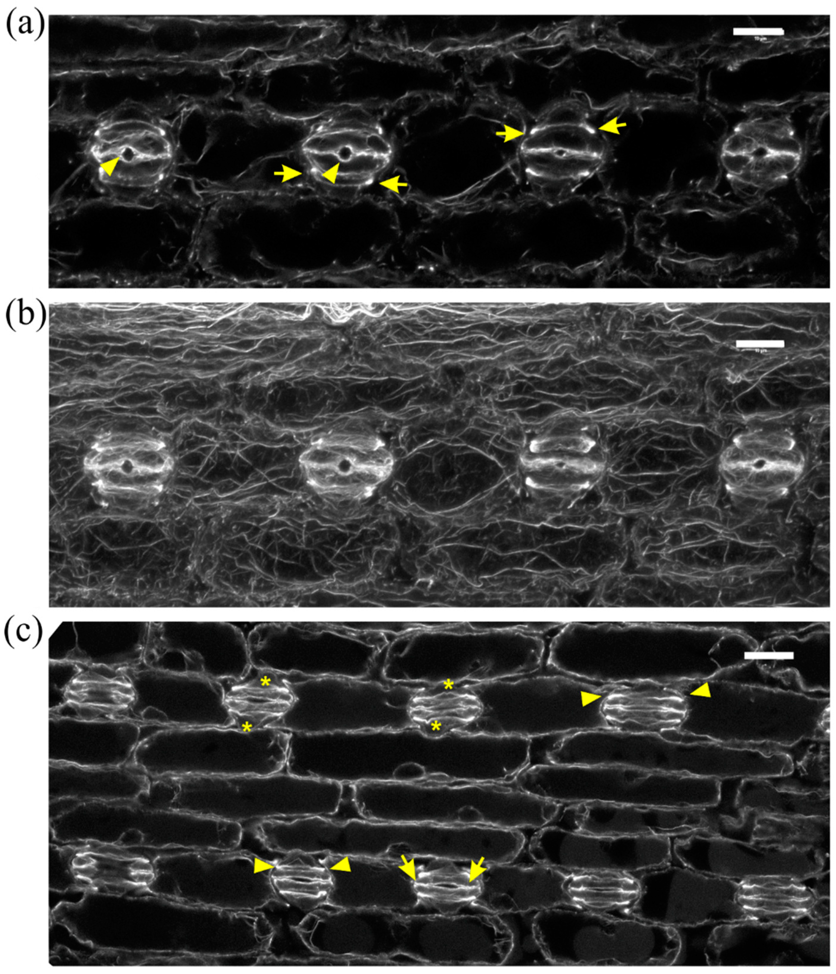 Plant Cell And Environment Accepted Articles - What Happens to Plant & Animal Cells When Placed in ... : Plant cell and environment accepted articles.