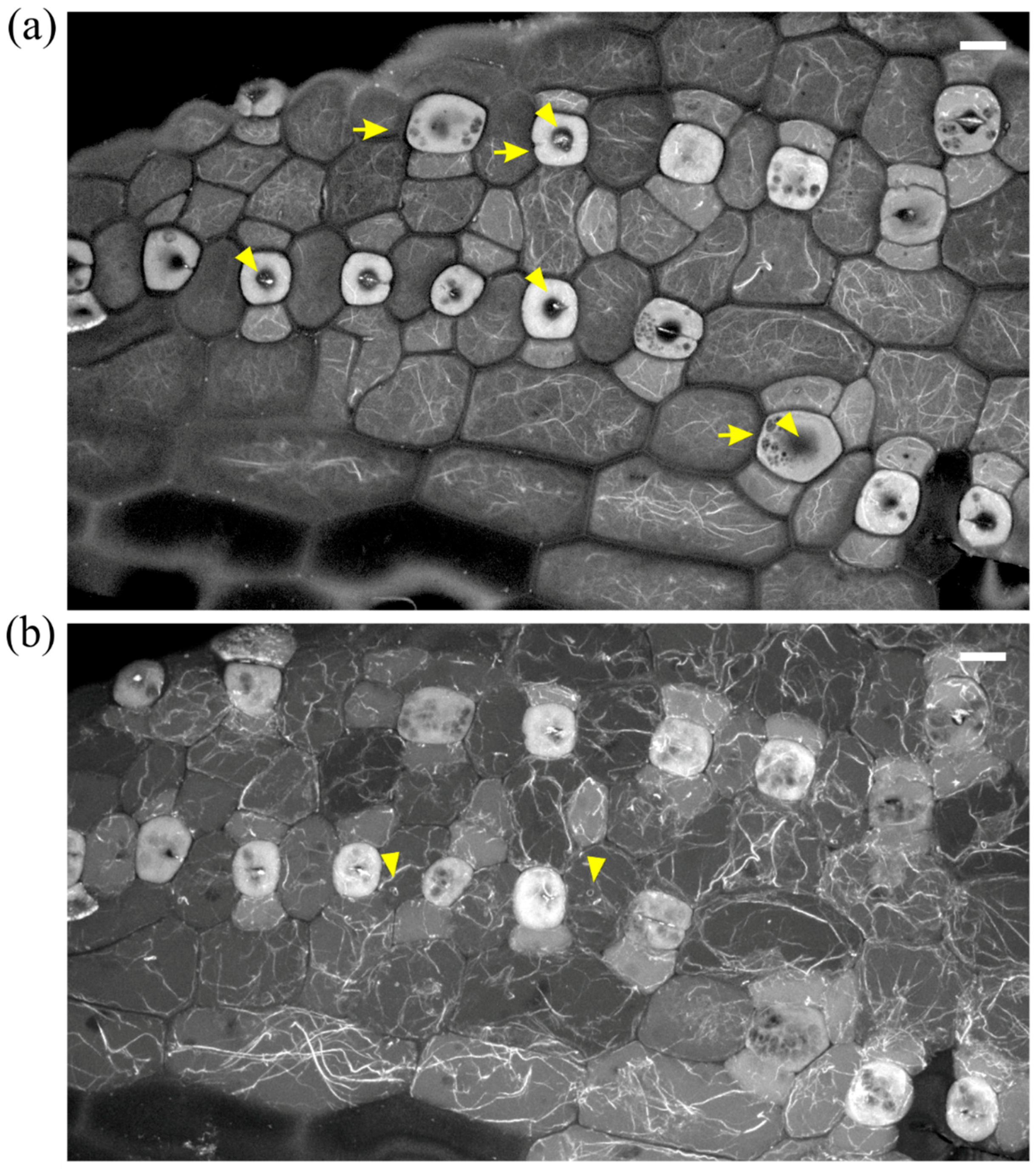 Molecules 23 01365 g004 Molecules 23 01365 g004